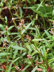 Persicaria minor