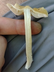 Pseudosperma sororium