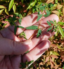 Euphorbia hypericifolia