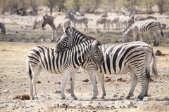 Equus quagga burchellii