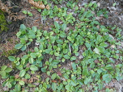 Epigaea repens