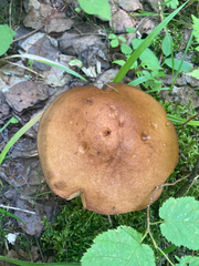 Leccinum insigne