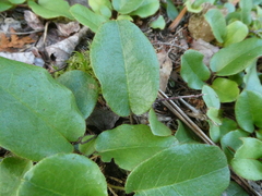 Epigaea repens