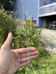 Schizachyrium scoparium