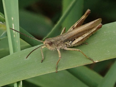 Chorthippus apricarius