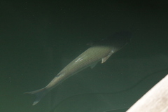 Mugilidae