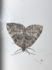 Hydriomena furcata