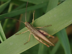 Chorthippus apricarius