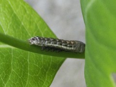 Sympistis badistriga