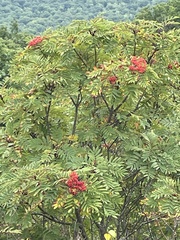 Sorbus americana