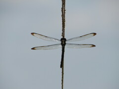 Libellula