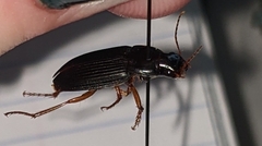 Harpalina