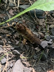 Promachus rufipes