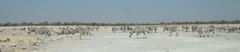 Equus quagga burchellii