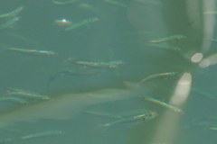 Actinopterygii