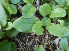 Epigaea repens