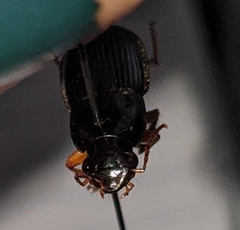 Harpalina