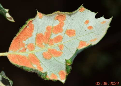 Holm Oak Felt Gall Mite