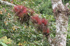 Tillandsia festucoides