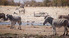 Equus quagga burchellii