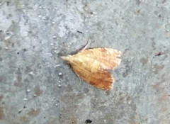 Pseudargyrotoza conwagana