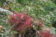 Tillandsia festucoides