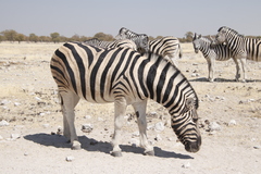 Equus quagga burchellii