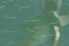 Actinopterygii