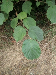 Corylus avellana
