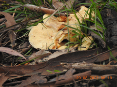 Leucopaxillus cerealis