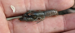 Cambarus bartonii