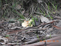 Leucopaxillus cerealis