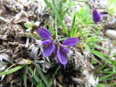 Polygala compacta