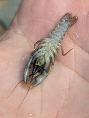 Cambarus bartonii