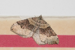 Xanthorhoe