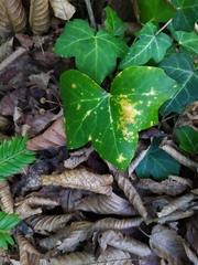 Aspidiotus hedericola