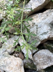 Leucospora multifida