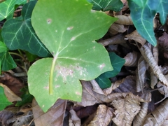 Aspidiotus hedericola