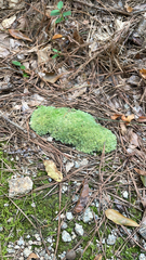Leucobryum