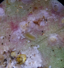 Aspidiotus hedericola