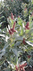 Atriplex cinerea