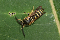 Pennisetia marginatum
