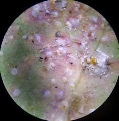 Aspidiotus hedericola