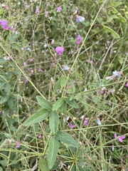 Desmodium glabellum