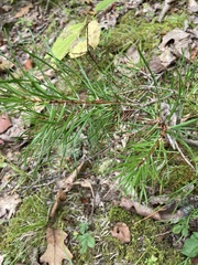 Pinus virginiana