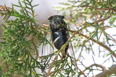 Neotibicen latifasciatus