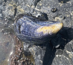 Mytilus edulis