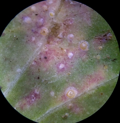 Aspidiotus hedericola