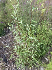 Salix babylonica tortuosa