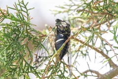 Neotibicen latifasciatus